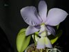 Cattleya nobilior (coerulea х coerulensis)